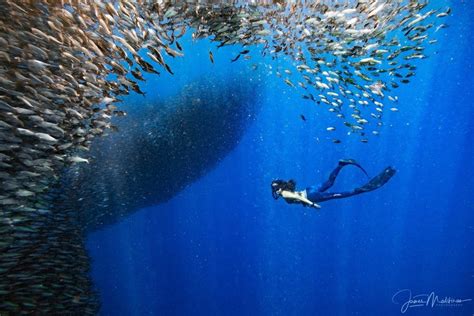 THE 10 BEST Snorkeling Resorts in Cebu Island .